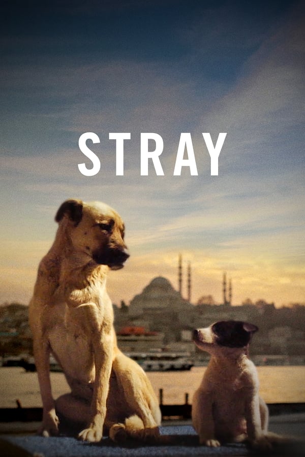 Stray (2020) Türkçe izle